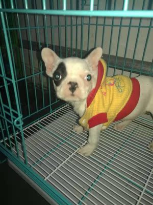 大家谈谈给金毛吃好主人狗粮怎么样,到底好不好?这的是天然粮吗