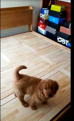 讨论帝公馆家具怎么样，有没有实体店的？是属于几线品牌的