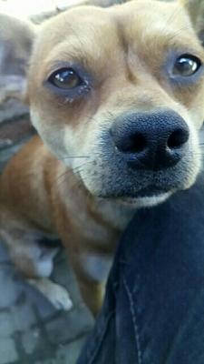 【揭秘】给狗狗用冠能狗粮怎么样，到底好不好？真的是天然粮吗？