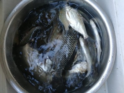 解说美人鱼鱼竿怎么样,排名第几,质量如何呢