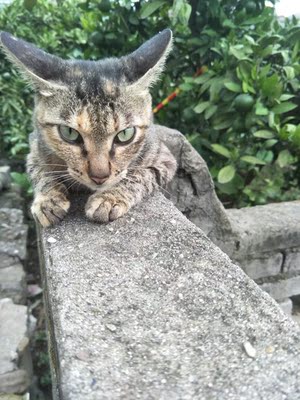 很好的  夏天好凉快