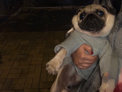 一只饥饿的狐狸正准备出门找午餐,突然,外面传来一阵敲门声.狐狸打开门,门口竟站着一只小肥猪。 &ldquo;哎呀,我找错门了,我以为是兔子的家呢!&rdquo; &ldquo;没错,你来得正是时候!&rdquo; 狐狸把小猪狠狠地拖进屋里,大声叫道:&ldquo;这真是我幸运的一天!我要吃一顿香喷喷的烤猪肉,现在,你乖乖地躺到烤锅里去吧!&rdquo; 挣扎是没有用的,于是,小猪说:&ldquo;听你的安排吧。不过,我很脏哦,在你吃掉我之前,就不想把我洗得干净一点吗?&rdquo;于是,狐狸忙起来了.他拾来了树枝、生起了火,再到河边去提水,然后,给小猪洗了一个痛痛快快的热水澡。狐狸说:&ldquo;好啦,现在你是全村最干净的小猪了,快给我躺到烤锅里去吧!&rdquo;