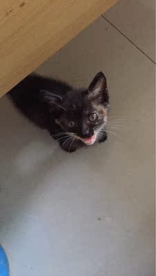 妙多乐猫粮业内推荐,原因怎么样妙多乐猫粮口碑如何,优缺点,