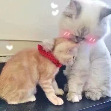 不知道怎么样 啊哈哈哈哈哈哈哈哈