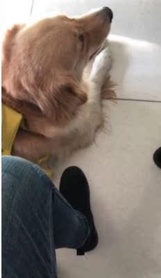 体验给爱犬用comest康玛斯狗粮怎么样,好不好,这个牌子出名吗