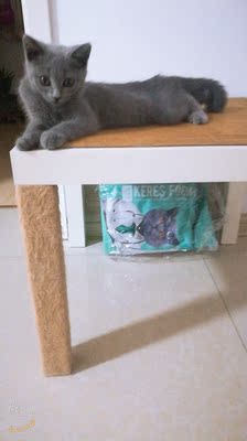 凯锐思猫粮业内推荐,原因怎么样凯锐思猫粮好不好,价格,