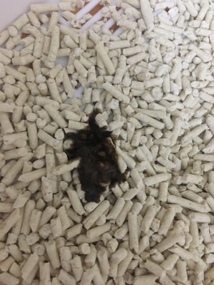 皇家猫粮小白求证皇家猫粮用后感觉如何,值得买吗,