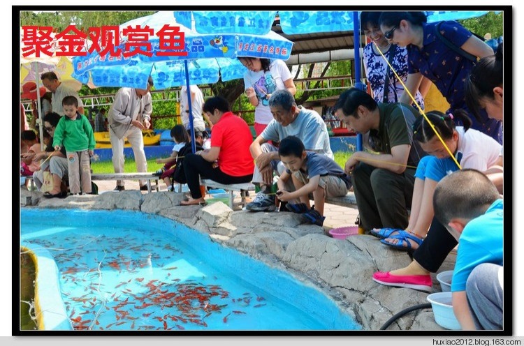 观赏龙鱼饲料鱼红草锦鲫公园儿童捞钓摆摊易养包邮小金鱼锦鲤活体