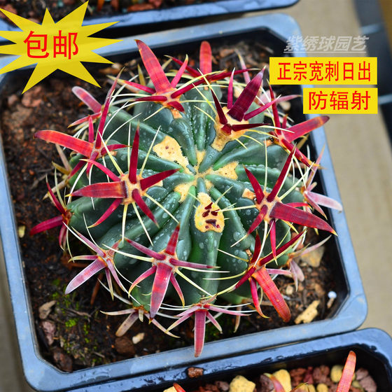 Succulents expensive goods wide thorn red thorn roll sunrise cactus anti-radiation and rooting desktop balcony beautiful thorn
Succulents expensive goods wide thorn red thorn roll sunrise cactus anti-radiation and rooting desktop balcony beautiful thorn