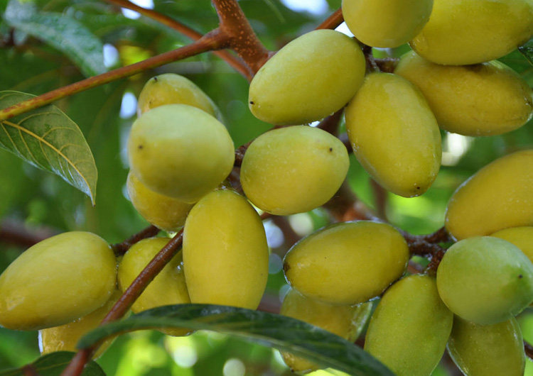 潮阳金灶特产新鲜橄榄甜纳种金黄色 三棱橄榄产地 两斤礼盒装包邮