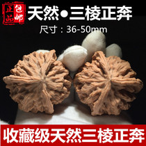 Wenplay walnut lion head Wild niche special shape three edge is running white lion head extra large collection level 50mm play