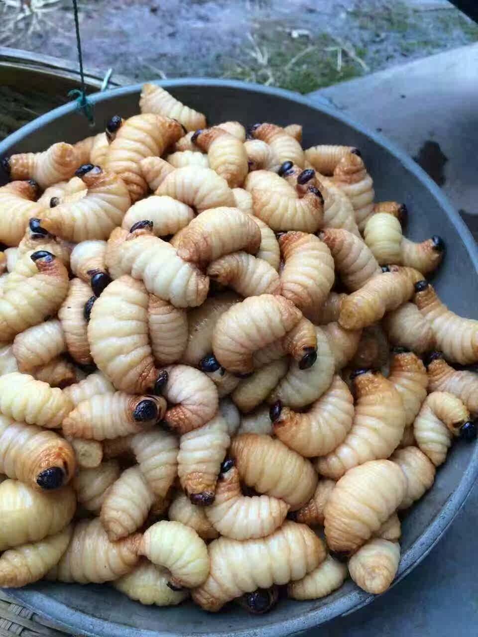 四川特产新鲜活竹蛹竹虫竹蛆笋蛆老木虫竹蜂幼虫