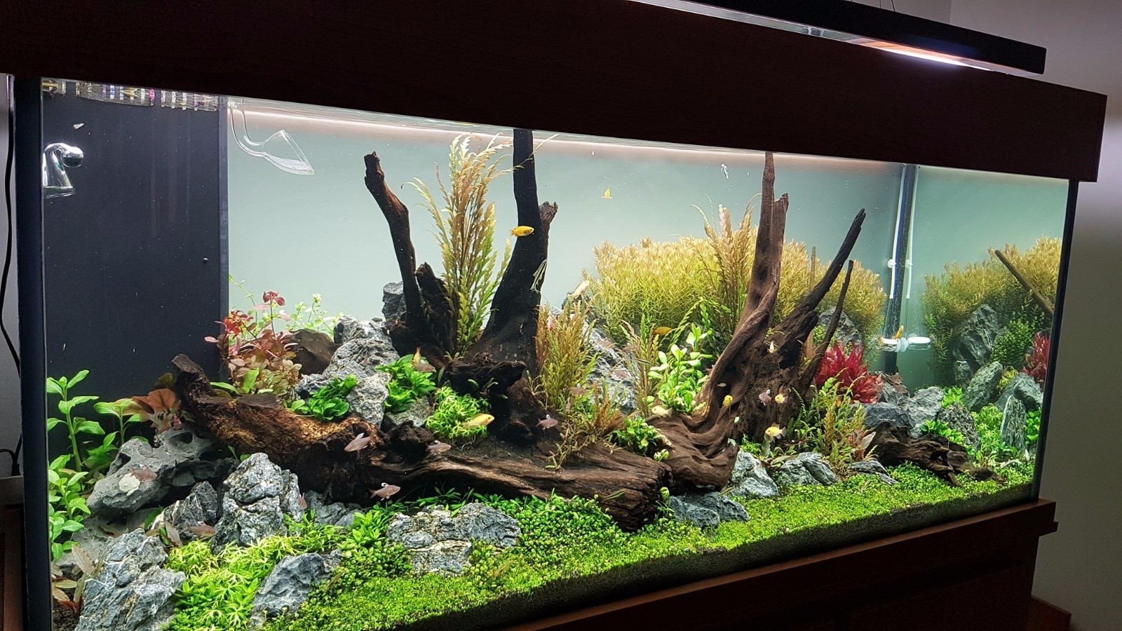 国外水族店给客户维护时拍的水草缸照片