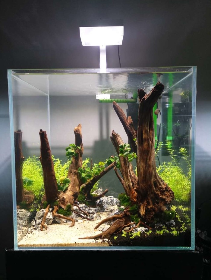 60方缸造景全记录