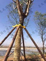 Garden tree support frame big tree wood support Holder Plastic set cup sleeve sleeve head strapping strap