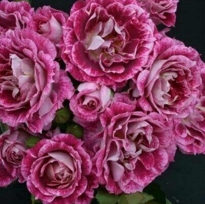 【屋檐的春天】欧月 奇异盛典月季 灌木多花 颜色特别_7折现价9.5元