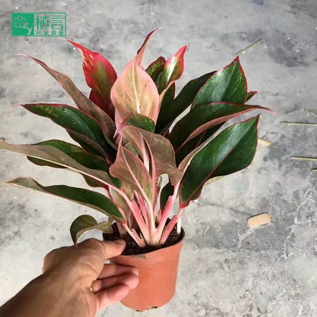 万年红粗肋草盆栽花叶万年青彩叶植物客厅办公室绿植花卉一盆3株图片