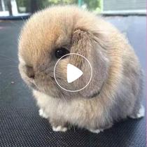 Pet bunny living purebred Dutch lop-eared rabbit living baby Hyacinth Siam Pygmy Rabbit Tea Cup rabbit