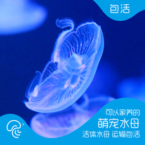 Sea Moon Jellyfish Living Watching Pet Living Jellyfish Dream Magical Color Transparent Decompression Seawater Pet