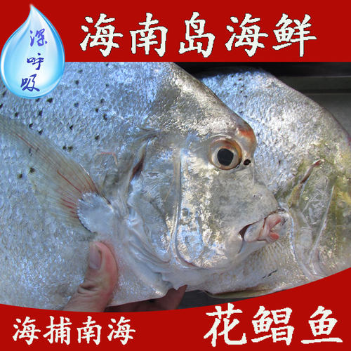 海南海鲜深海新鲜海鱼花鲳鱼平鱼3斤起售包邮收20元材料费_7折现价50