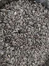 Oil sunflower squirrel grain flying squirrel Parrot Bird squirrel food ration squirrel package grain small black melon seed oil sunflower