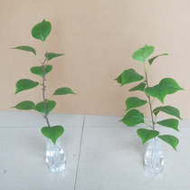 Bodhi leaf Bodhi tree potted simulation flower branch leaf decoration single fake flower arrangement decoration flower plastic