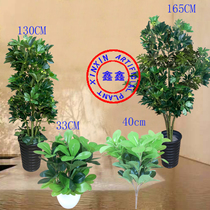 Goose palm wood duck foot wood indoor lucky simulation seven-leaf lotus fake Banyan tree Green plant flower tree Bonsai living room decoration plastic