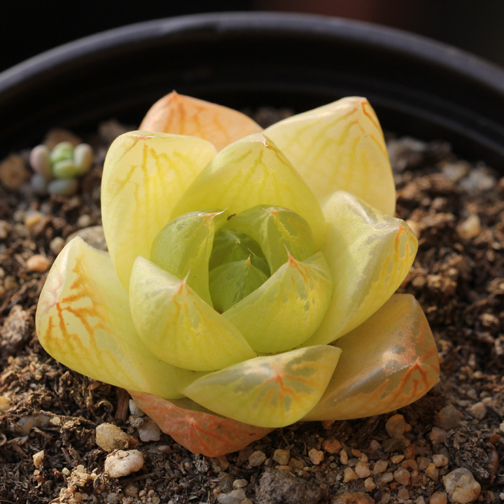 多肉界的绿宝石,送自己一颗剔透的玉露