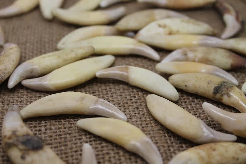 狼牙项链正品辟邪真狼牙吊坠真黑狗牙骨质 宝宝辟邪项链非真品