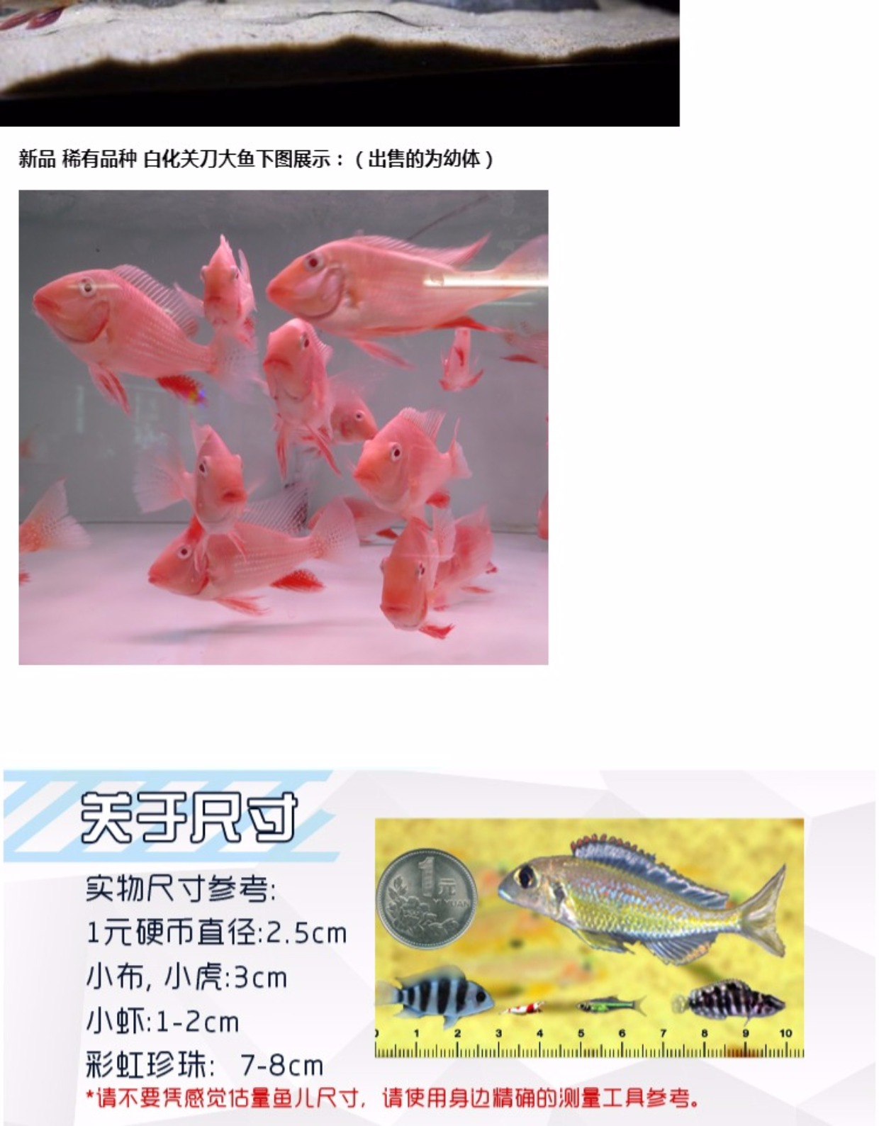 拍3送1美鲷食土鲷尼格罗血衣关刀热带鱼观赏鱼布兰琪布朗黑喉亚奎