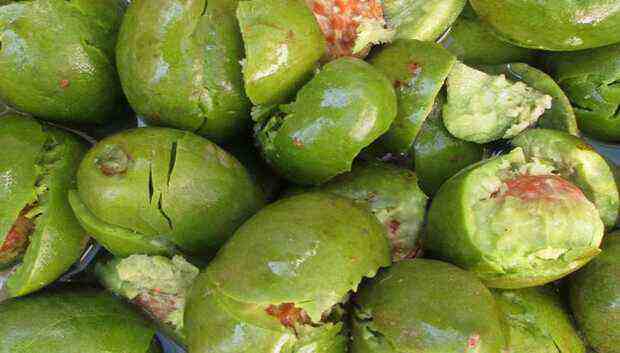 云南德宏腾冲特产新鲜野生野果 克地佬 诃子 咳地佬 500g 中药材