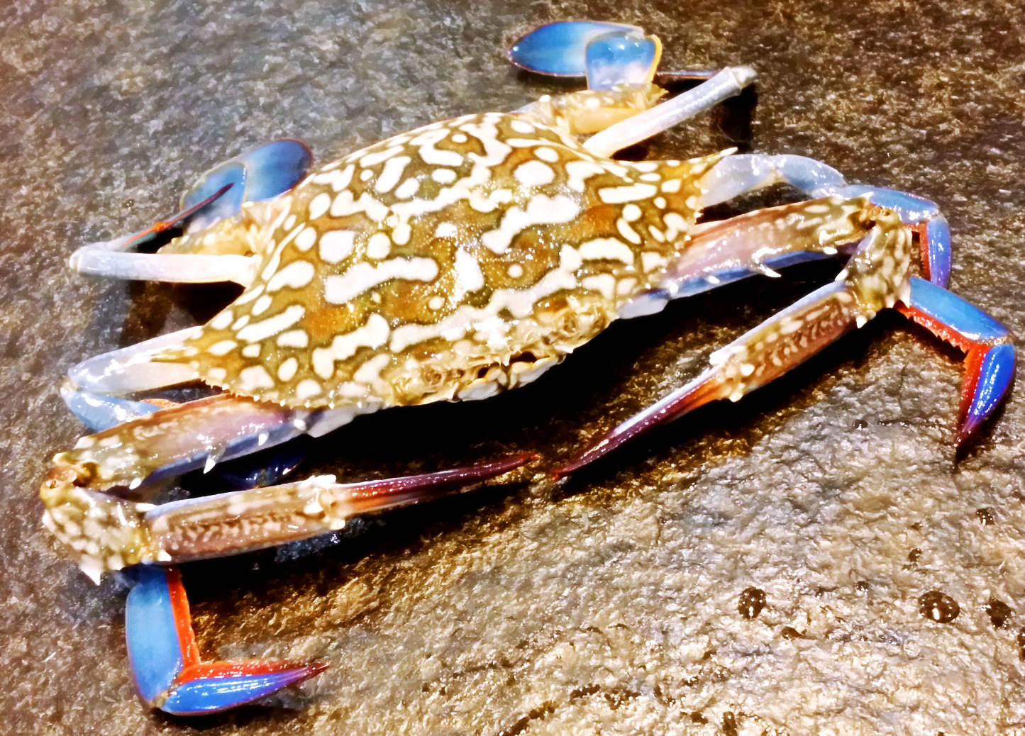 欧三哥私房菜香辣蟹 鲜活花蟹远海梭子蟹 现炒海鲜熟食即食辣螃蟹