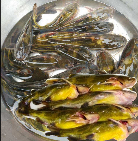 苏北兴化纯野生鲜活昂刺鱼 黄颡鱼 黄伢鱼黄刺骨江浙沪皖3斤包邮