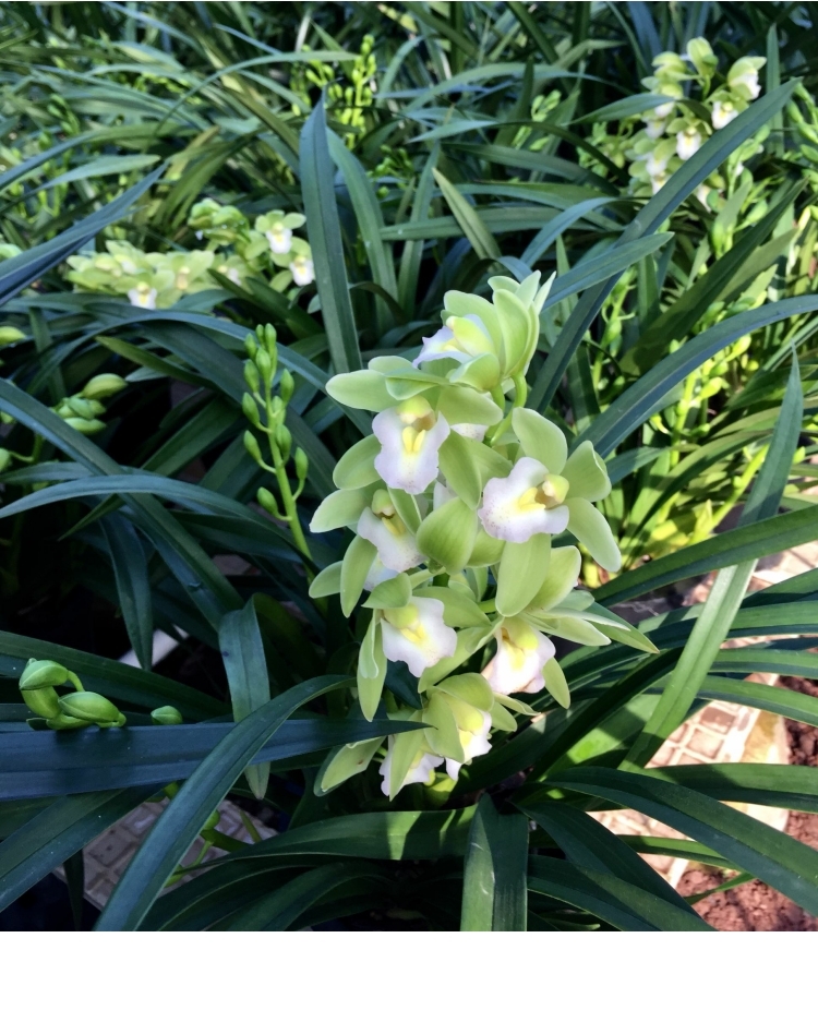 红宝石绿香兰中国龙矮种小花蕙兰年年开花甜香雅致