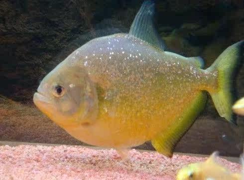 水虎鱼常见疾病治疗和内寄预防