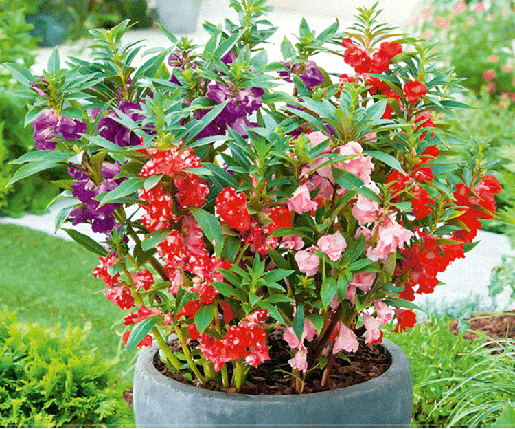 七彩凤仙花种子 家庭易种芳香花卉绿植花卉种子四季盆栽 花草种子_双