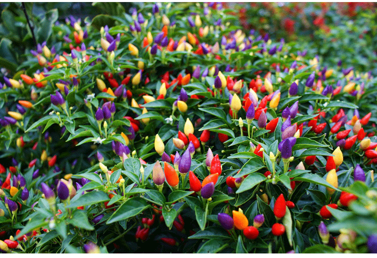 五彩椒种子 四季易种植易活 彩色观赏七彩辣椒籽 阳台盆栽种子_双氙