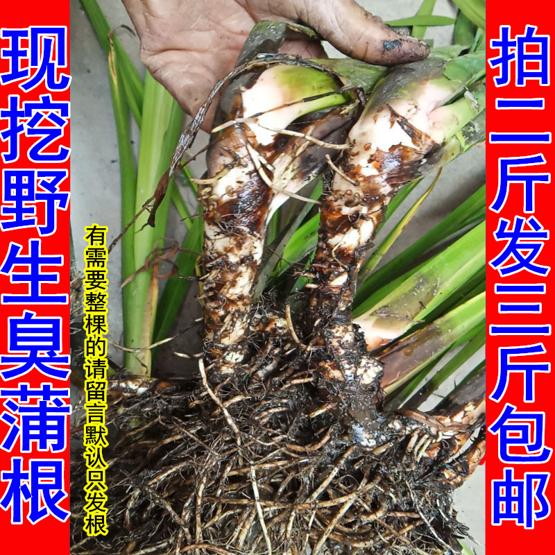 野生新鲜水菖蒲老根泥菖莆臭蒲根水菖蒲草根水剑草 材一斤包邮