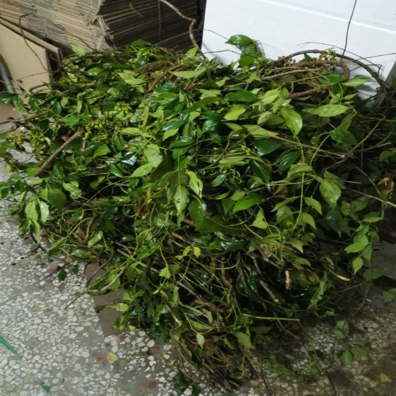 野生断肠草钩吻葫蔓藤大茶药正品黄花苦蔓止痒 癣1000g老根茎干品