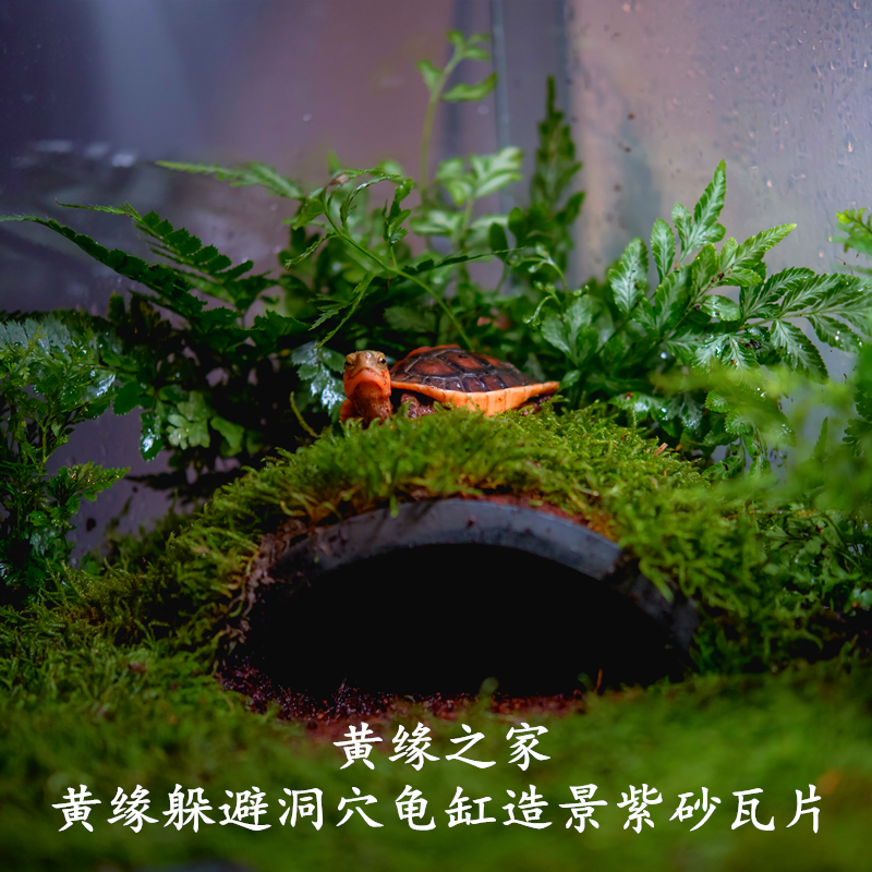 黄缘龟生态水陆龟缸安缘龟饲养环境乌龟缸乌龟箱造景套餐植物垫材