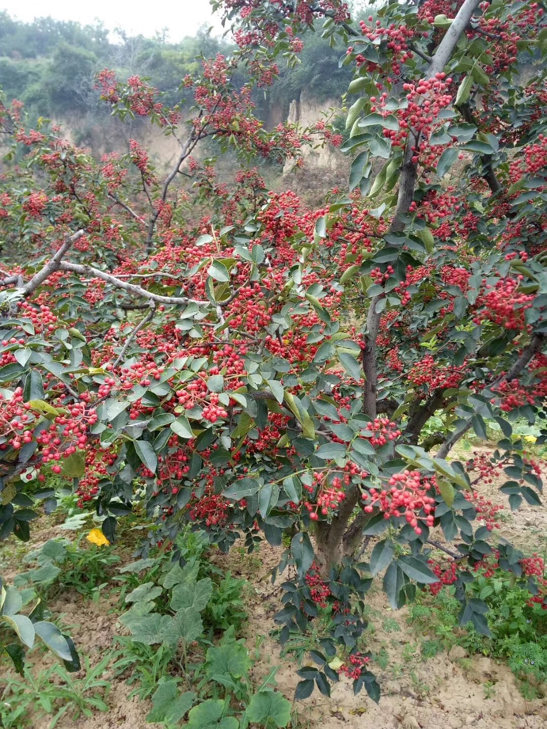 寿峰花椒麻椒韩城大红袍干红花椒2017年新货250g绿色天然农户直销