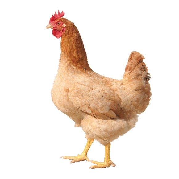 清真食品农家散养三黄土鸡 白条鸡 笨鸡每只2斤左右2只装特价包邮