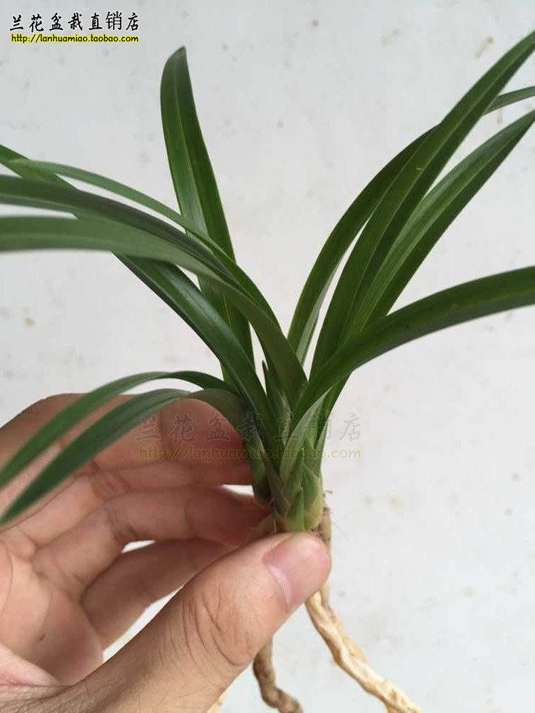 高档春兰 关鸠 矮种精品兰花苗 春带浓香花苞 原图原棵4苗发货 原价14