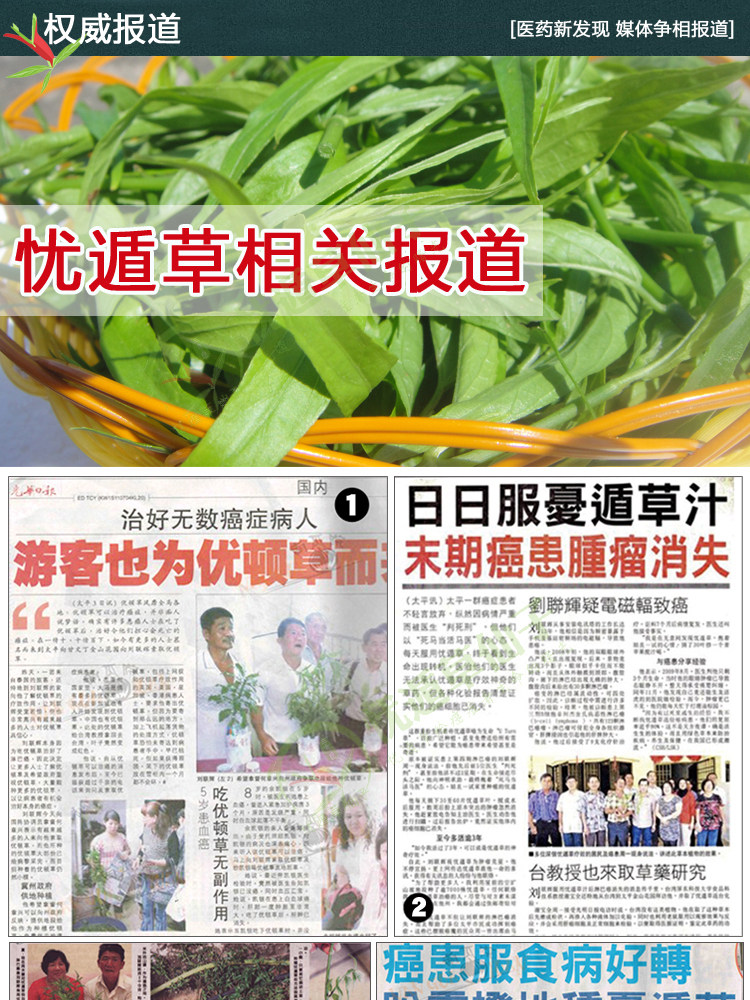 五指山野生小尖叶忧盾草 优顿草种子 忧遁草苗 超30厘米多枝种苗