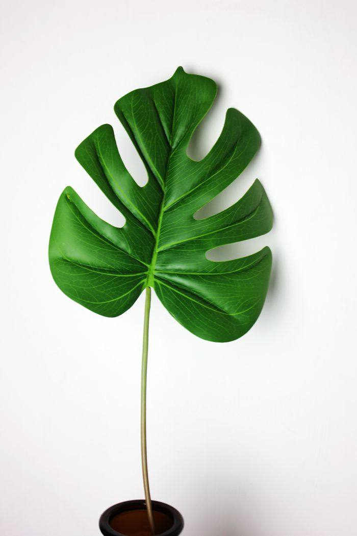 ins 韩风仿真植物热带叶子 芭蕉叶龟背叶摆拍摄影道具叶子