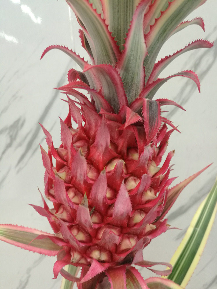 春节鲜花订阅进口大菠萝花凤梨鲜切花鲜花搭配办公室家庭水插花