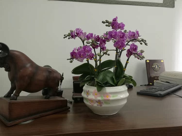 元宵花卉蝴蝶兰盆栽办公室家庭摆花春节送花广州佛山市区包送货