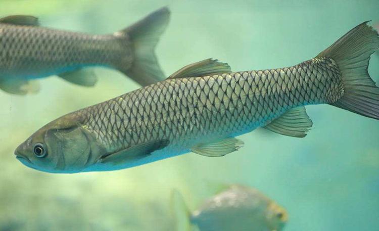 春季出游钓草鱼这几个要领强助攻