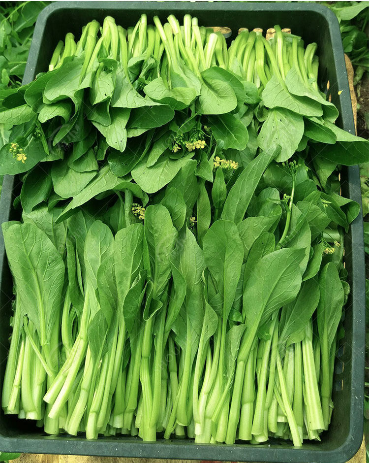 寿禾 四九菜心种子 耐热耐湿早熟25天纤维少阳台四季蔬菜约1000粒