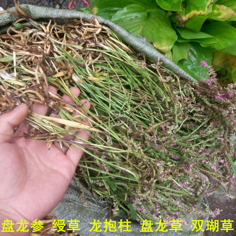 野生中药材盘龙参 绶草 龙抱柱 盘龙草 双瑚草 一线香